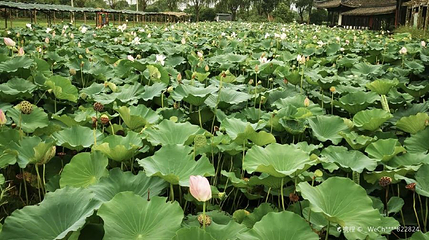 吕山荷博园第 1 张图片