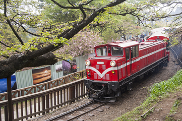 阿里山国家风景区第 17 张图片