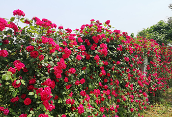 秦岭国家植物园第 28 张图片
