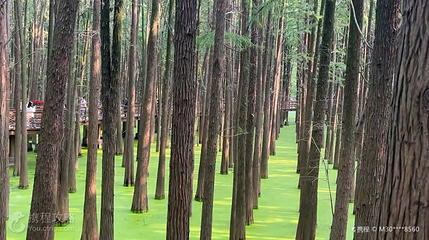青山湖水上森林第 5 张图片