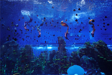 石家庄极地海洋世界第 44 张图片