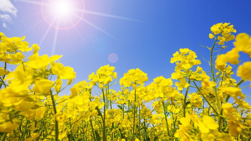 安平杨屯万亩油菜花