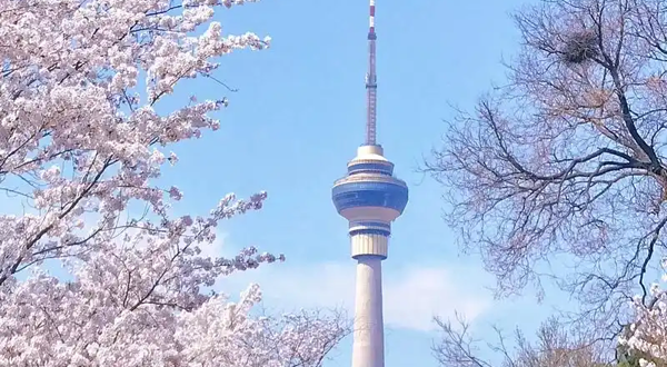 玉渊潭公园第三十六届樱花节