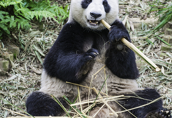熊猫谷第 35 张图片