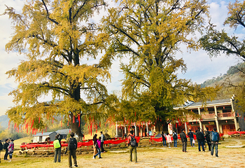 千年银杏谷文化旅游区第 11 张图片