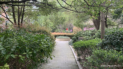 樱花公园第 1 张图片