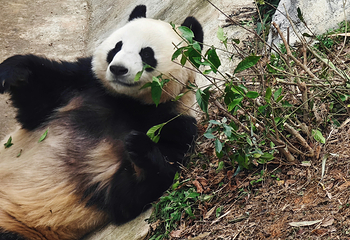 岳阳中华大熊猫苑第 5 张图片