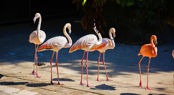 西双版纳野生动物园