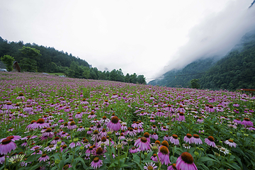 百花谷旅游度假区第 8 张图片