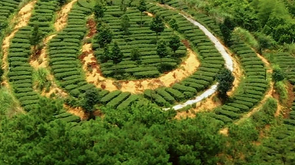 安溪茶叶公园第 1 张图片
