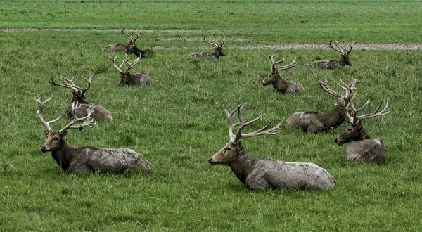 石首麋鹿国家级自然保护区