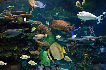 加拿大里普利水族馆第 13 张图片