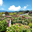 百里杜鹃风景区