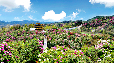 百里杜鹃风景区第 1 张图片