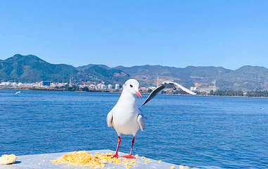 海埂大坝第 18 张图片