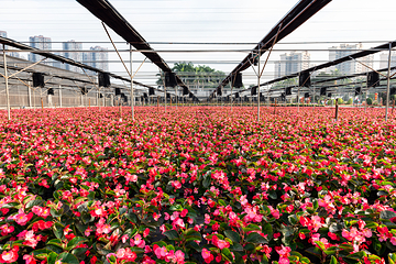 南宁市花卉公园第 7 张图片