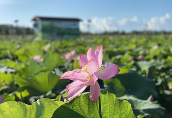 惠来滨荷湾旅游景区第 9 张图片