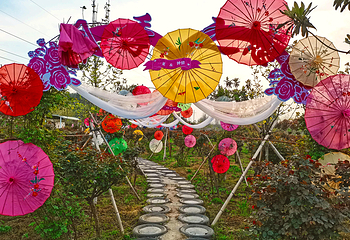 月季花海第 27 张图片