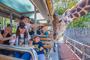 清迈夜间野生动物园