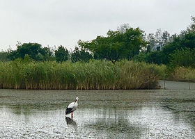盐城湿地公园