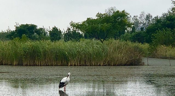 盐城湿地公园