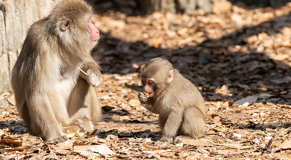 横滨动物园Zoorasia