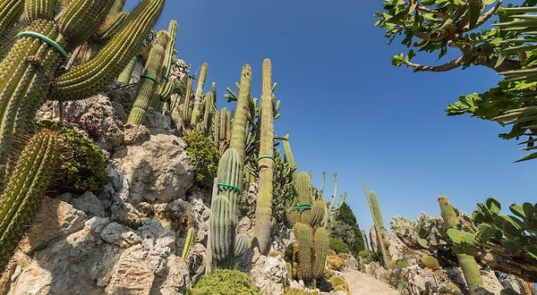 摩纳哥多肉植物园
