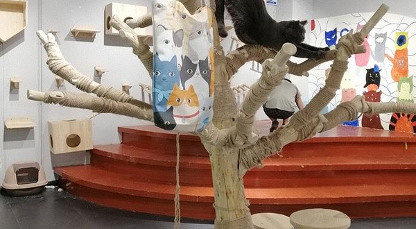 猫咪博物馆·冲鸭俱乐部