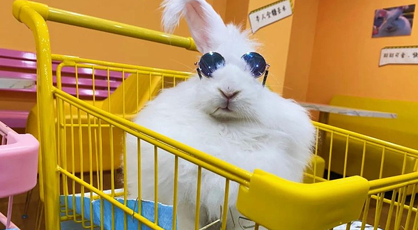 安哥拉巨兔馆(杭州湖滨银泰in77E区店)