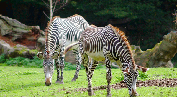 海尔布伦动物园