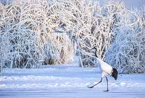 扎龙生态旅游区