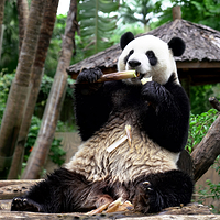 海南热带野生动植物园