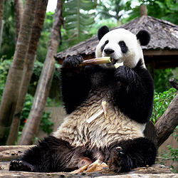 海南热带野生动植物园