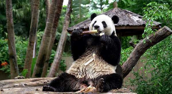 海南热带野生动植物园