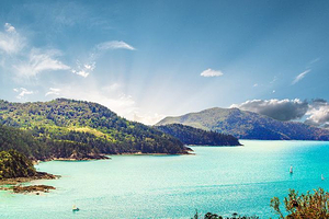 汉密尔顿岛一树山