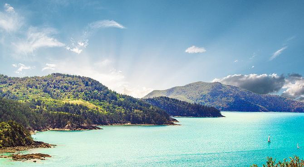 汉密尔顿岛一树山