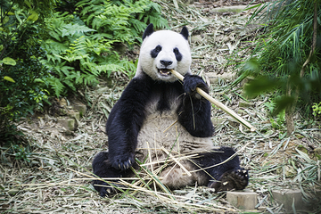 下渚湖熊猫园第 7 张图片