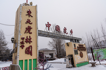 横道河子东北虎林园第 9 张图片