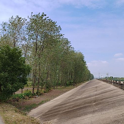 枞阳江堤
