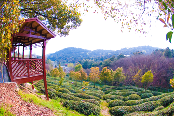 花乡茶谷旅游景区第 9 张图片