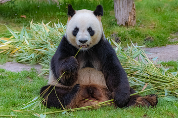 下渚湖熊猫园第 4 张图片