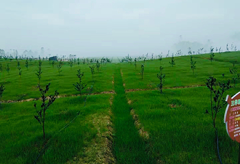 天府茶灵谷度假区第 95 张图片