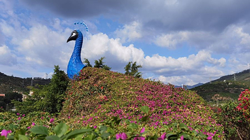 千日红三角梅园