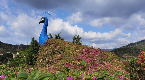 千日红三角梅园