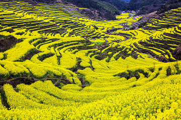 婺源篁岭景区第 246 张图片