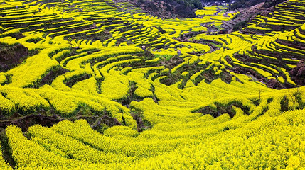 婺源篁岭景区-梯田花海第 1 张图片