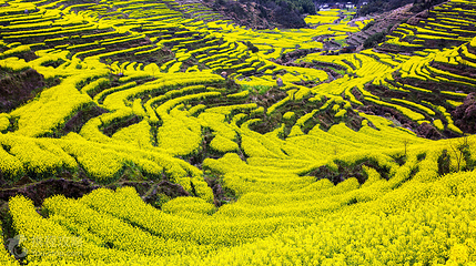 婺源篁岭景区-梯田花海第 6 张图片