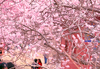 桃花堤公园第 13 张图片