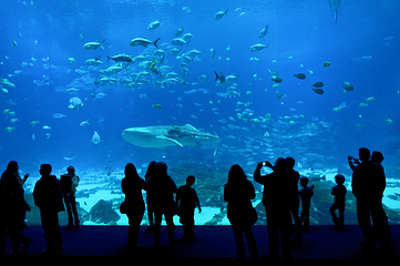 佐治亚水族馆第 1 张图片