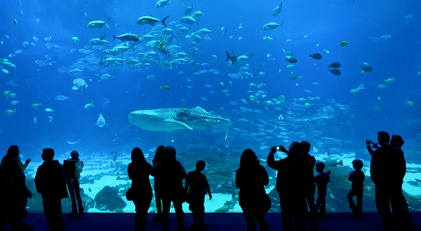 佐治亚水族馆